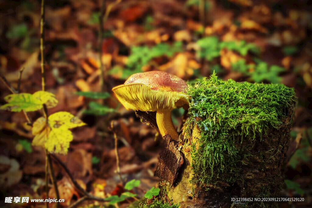 苔藓