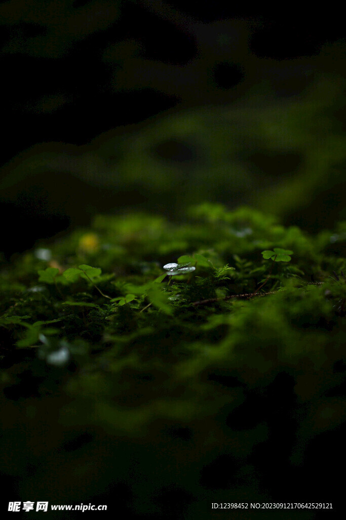 苔藓