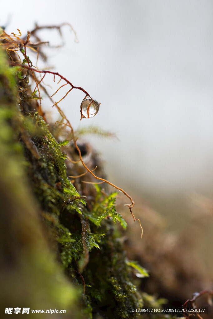 苔藓