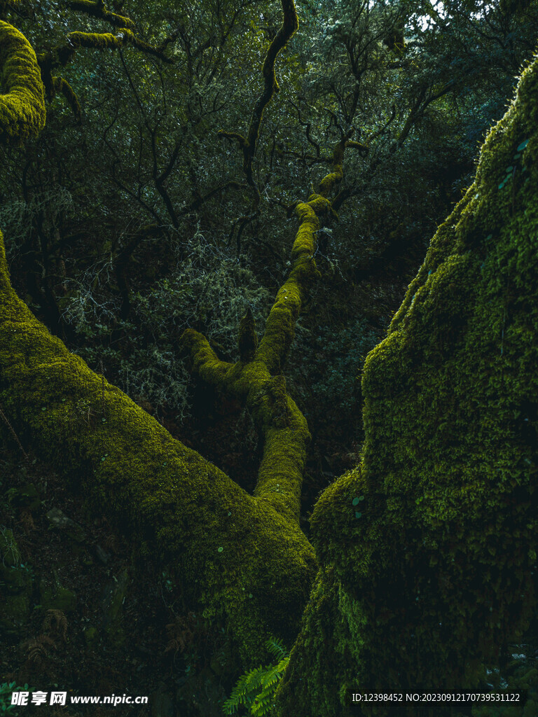 苔藓