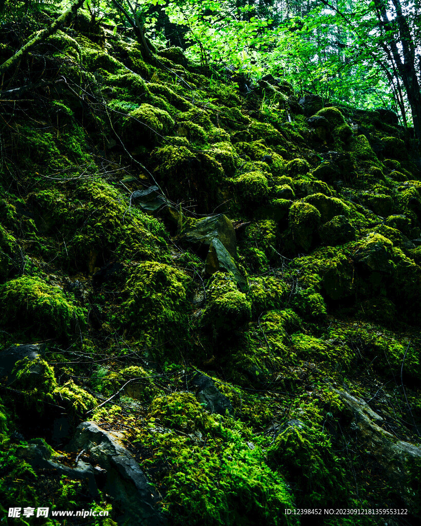 苔藓