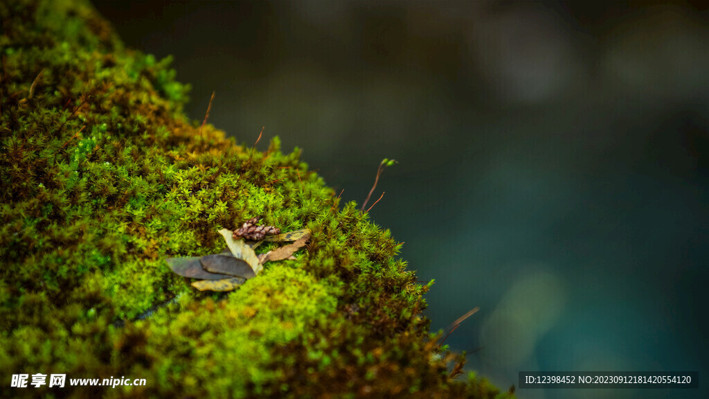 苔藓