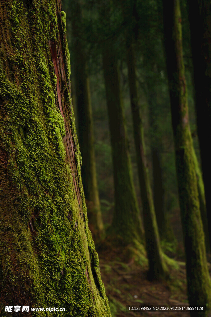 苔藓
