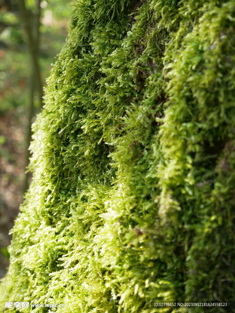 苔藓