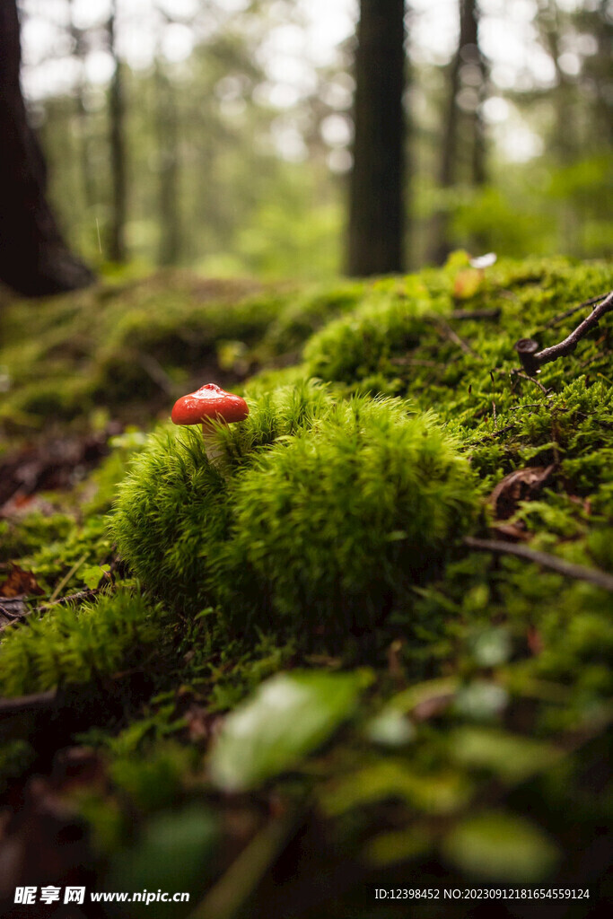 苔藓