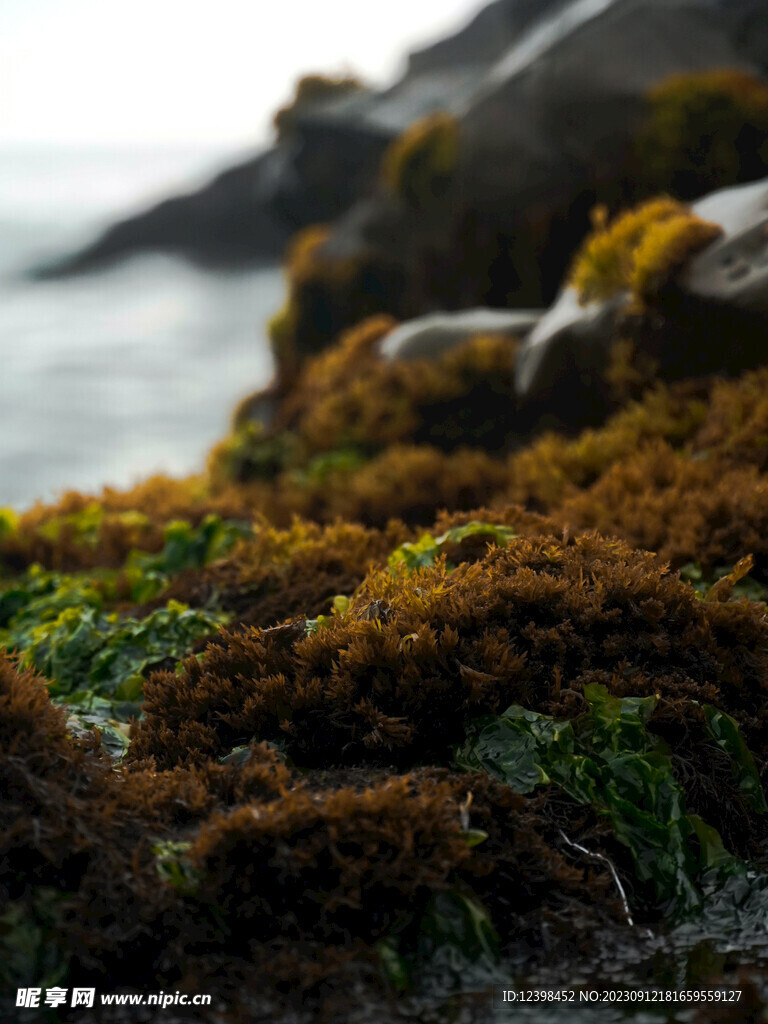 苔藓