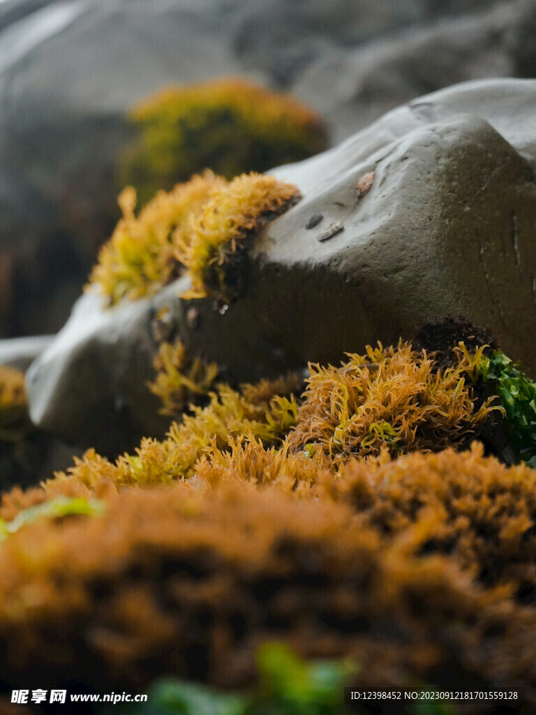 苔藓