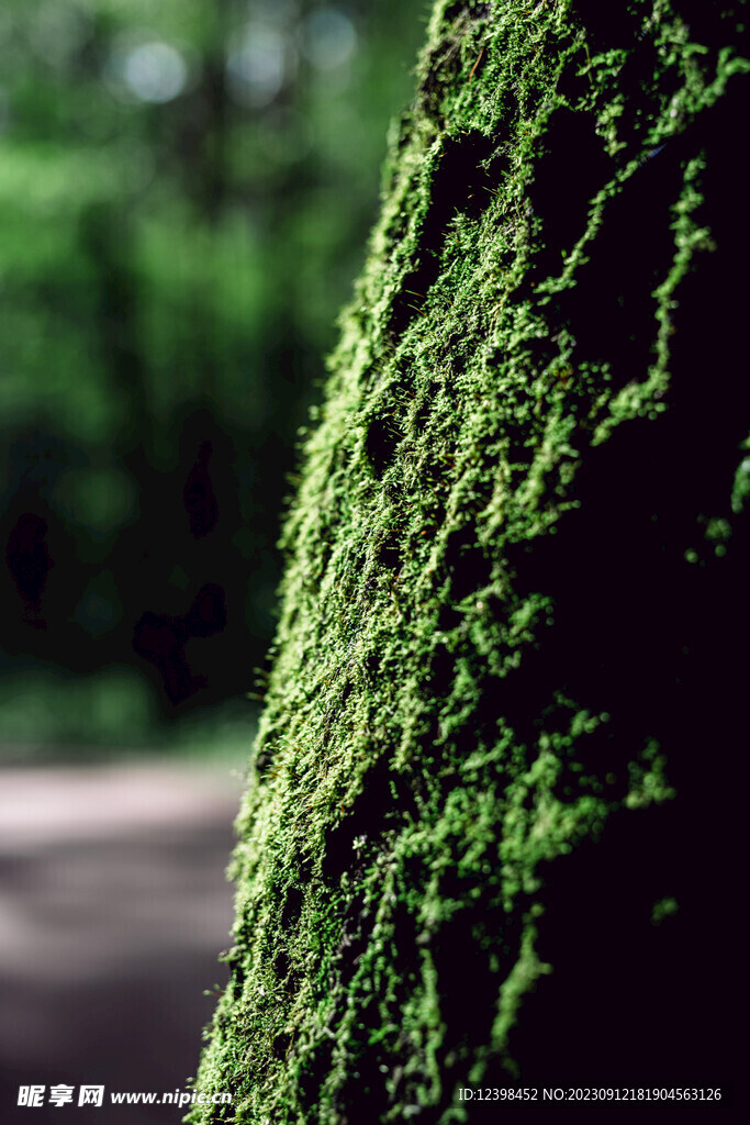 苔藓