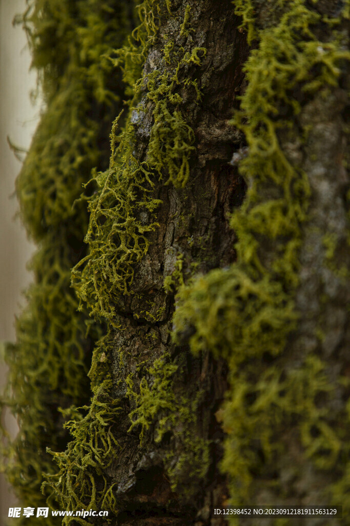 苔藓