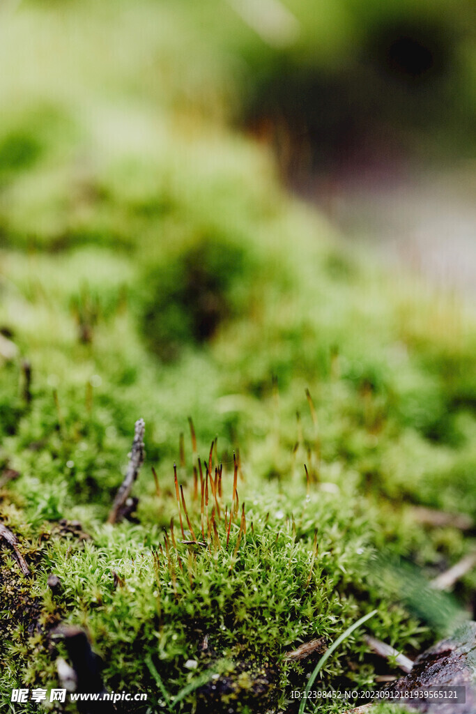 苔藓