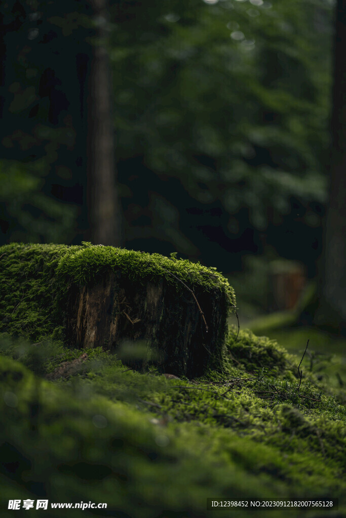 苔藓