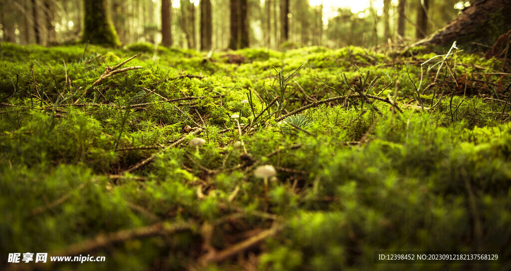 苔藓