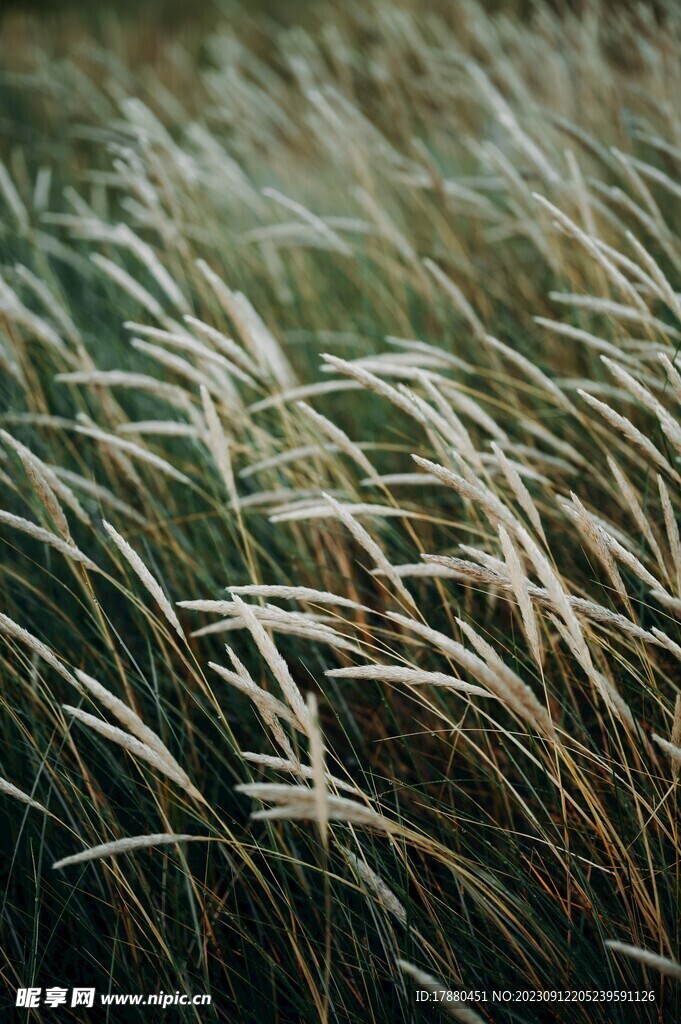 野草