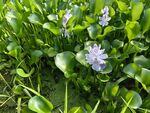 水葫芦花