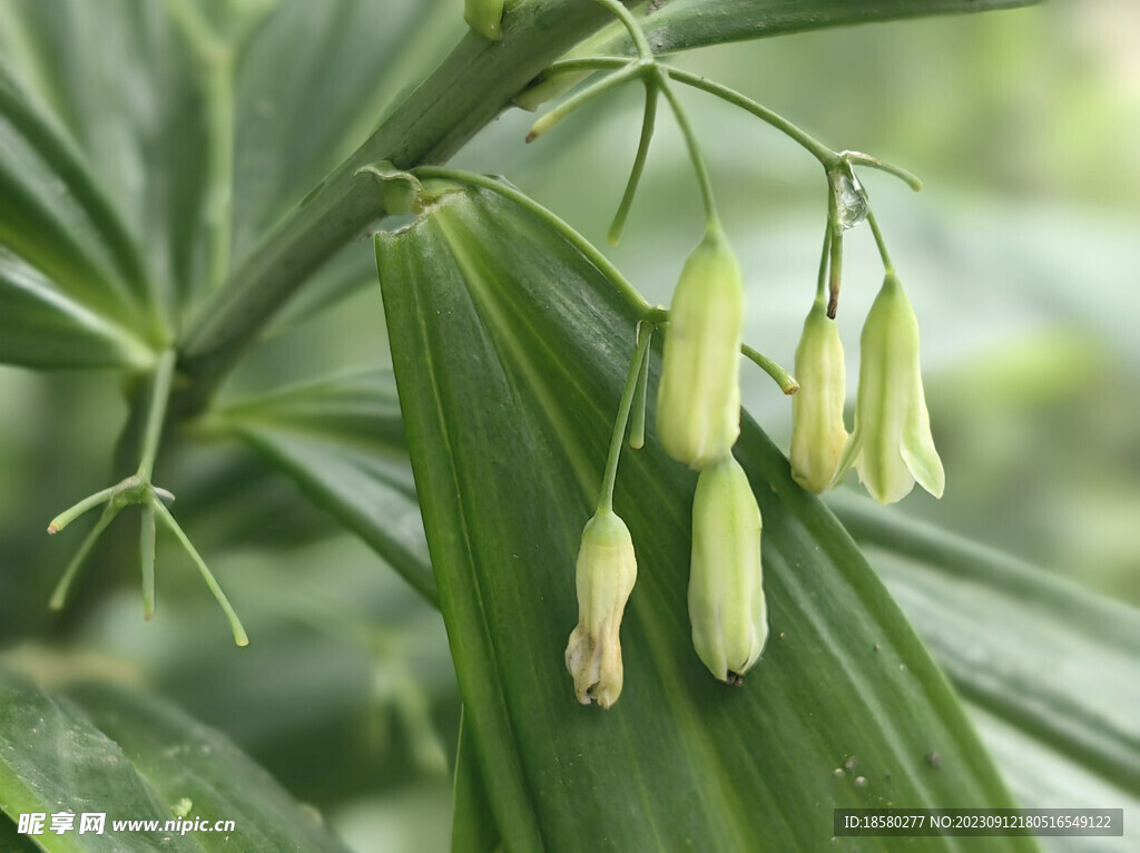 玉竹花