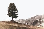 山坡上的树