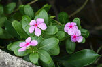 长春花