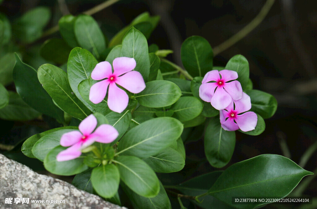 长春花