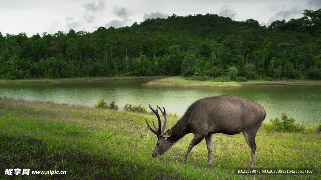 吃草的野生动物鹿保护区麋鹿鹿角
