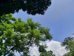 蓝天树叶摄影