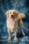 拉布拉多犬