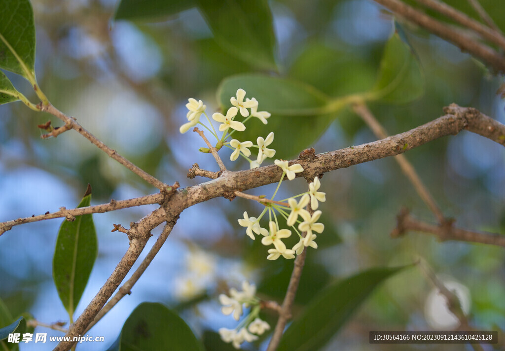 桂花