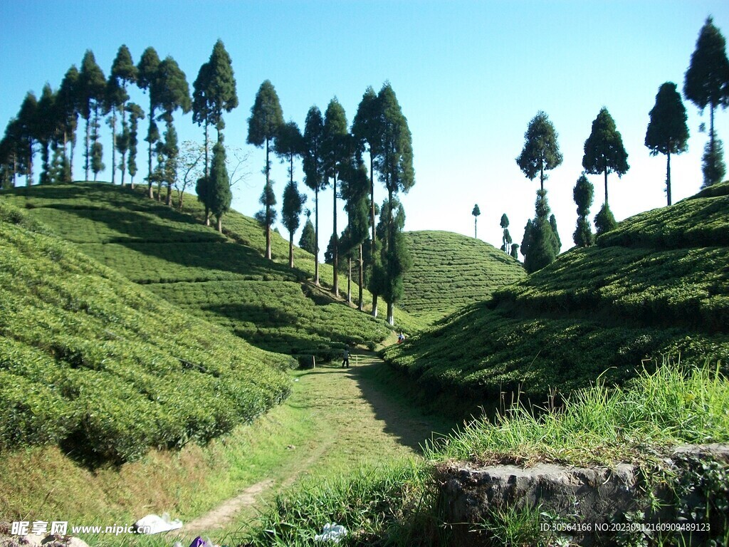 茶园