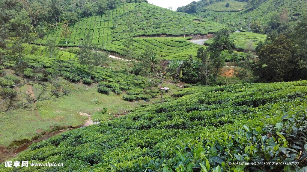茶园