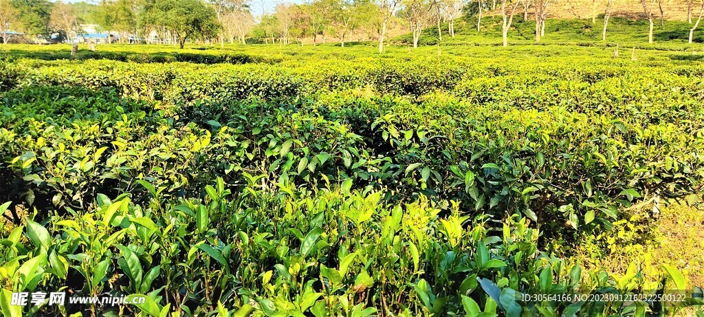 茶园