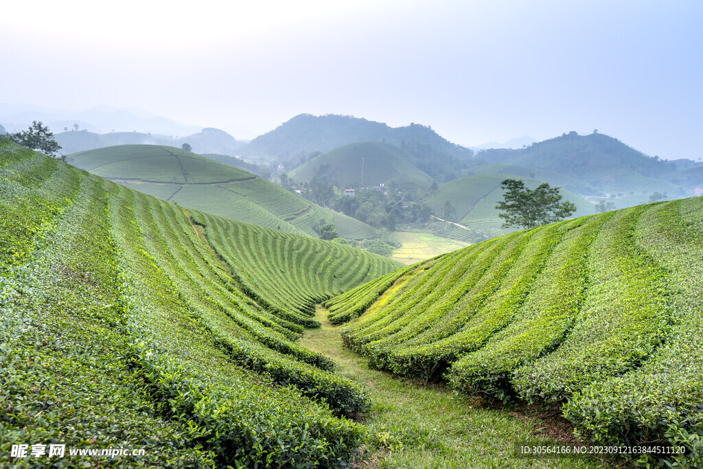 茶园