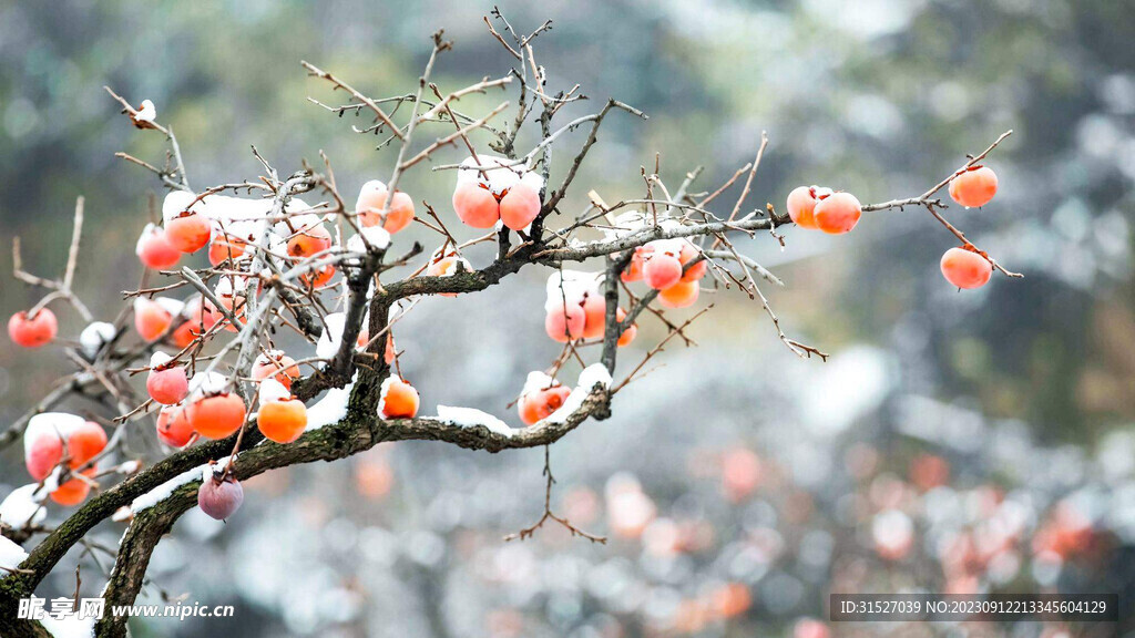 霜降柿子图片