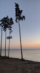 湖景和树木