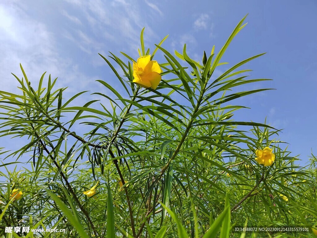 黄花夹竹桃