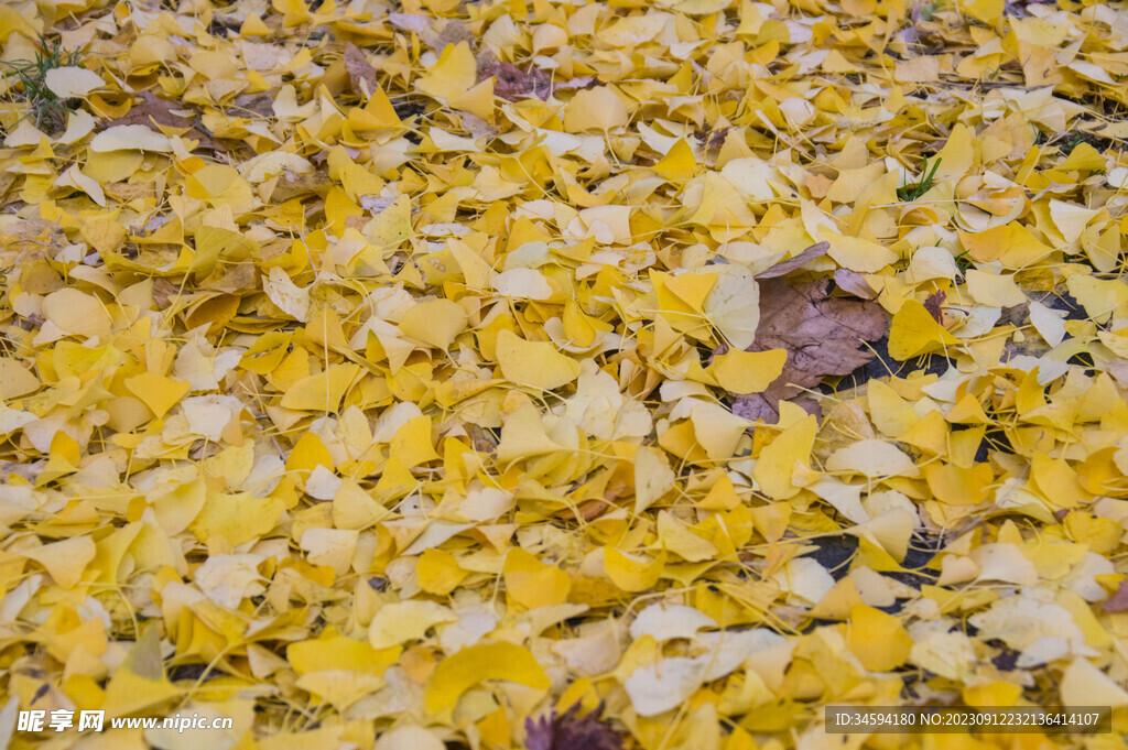 遍地的黄色树叶