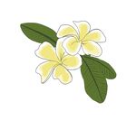 鸡蛋花
