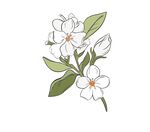栀子花
