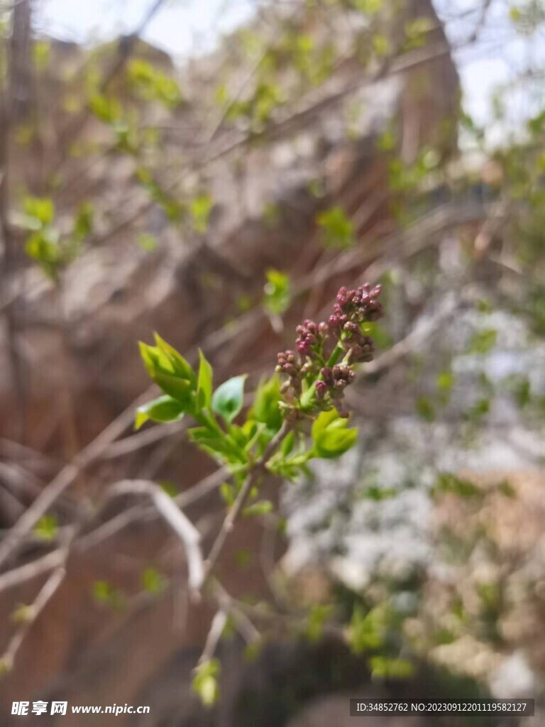 嫩芽