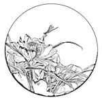 莲花白描