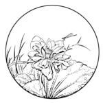 莲花白描