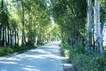 公路两旁的杨树林
