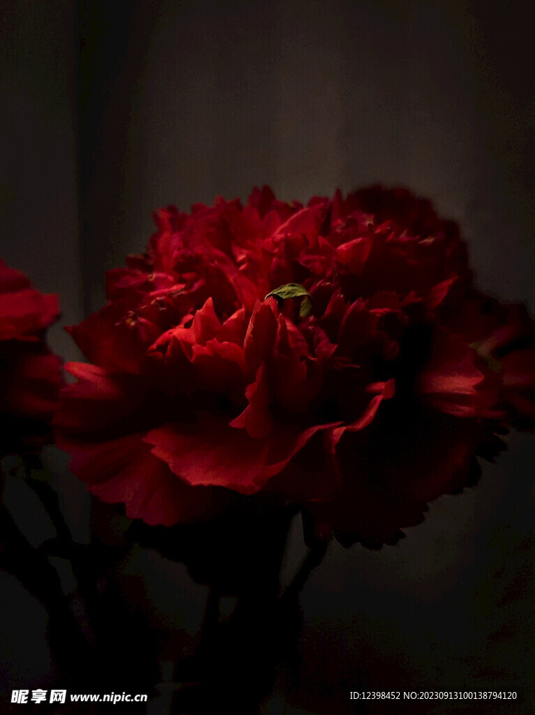 康乃馨鲜花