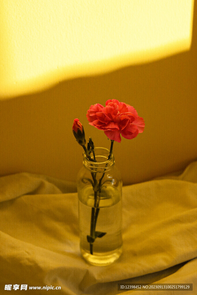 康乃馨鲜花