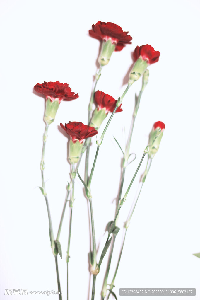 康乃馨鲜花