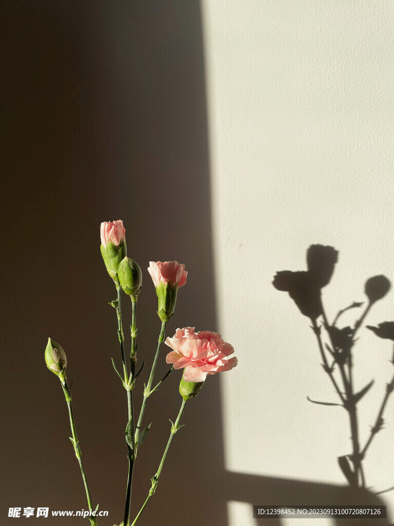 康乃馨鲜花