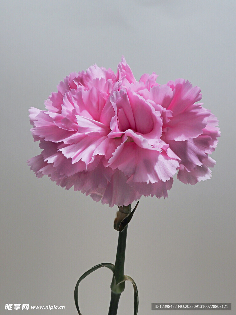 康乃馨鲜花