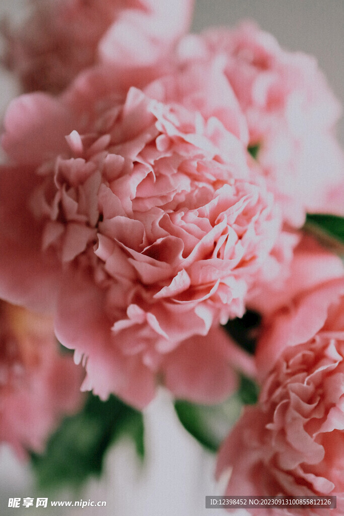 康乃馨鲜花