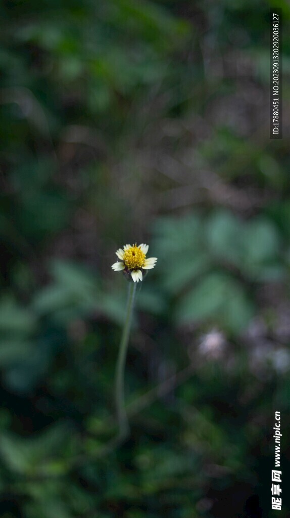 羽芒菊