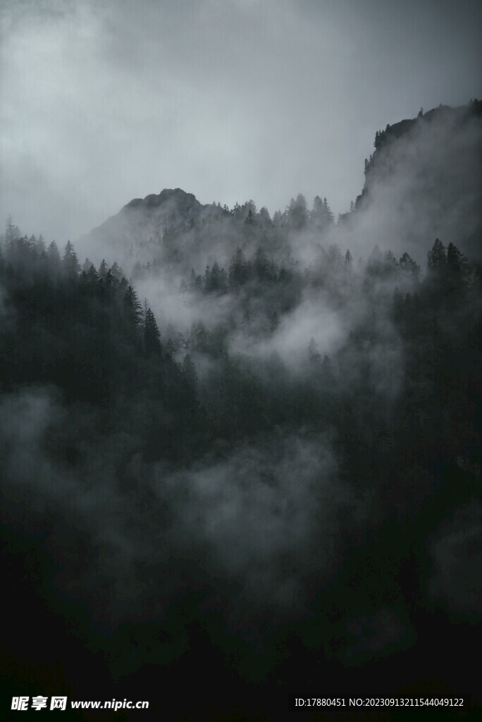 丛林