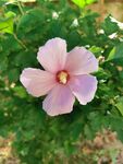 木棉花