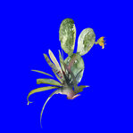 植物水彩画